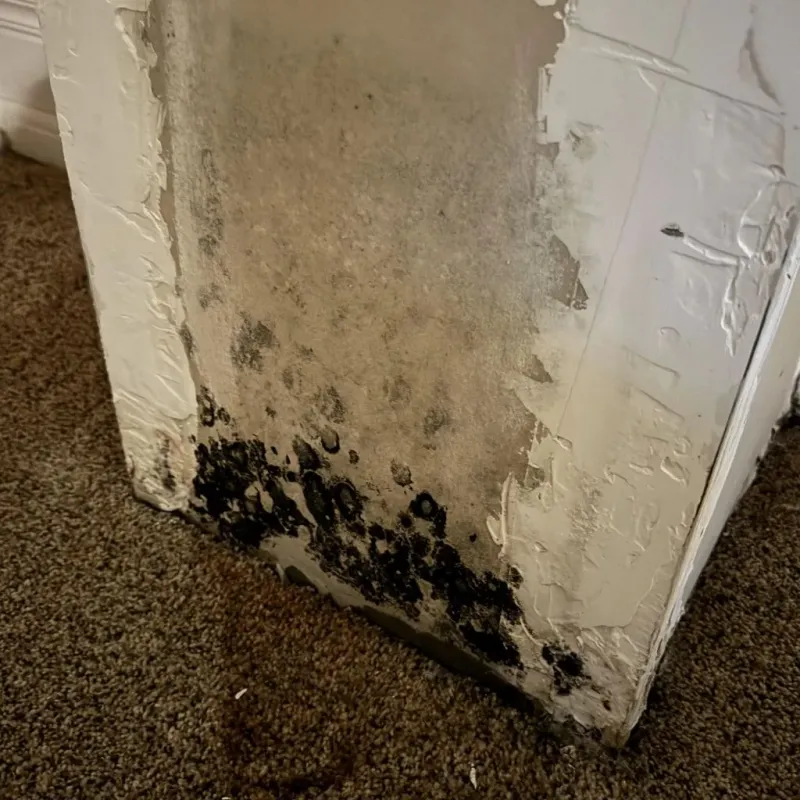 Professional Mold Removal in Charlevoix, MI